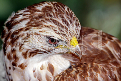 Red Tailed Hawk