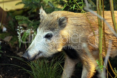 Wild boar