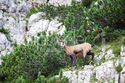 Gams in den italienischen Alpen