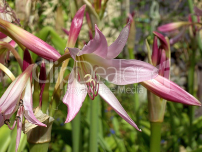 Amaryllis 05