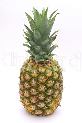 Ananas - pineapple 10