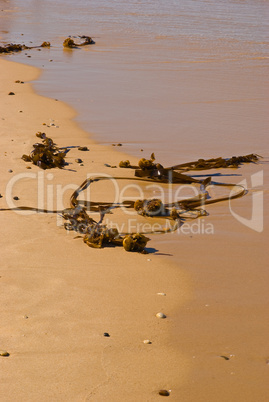 blasentang am strand - bladder wrack on the beach