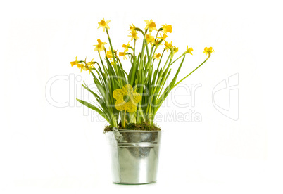 daffodils