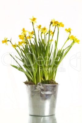 daffodils