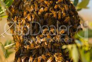 westliche honigbiene (apis mellifera) - honea bee