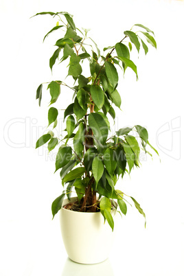 ficus benjamina