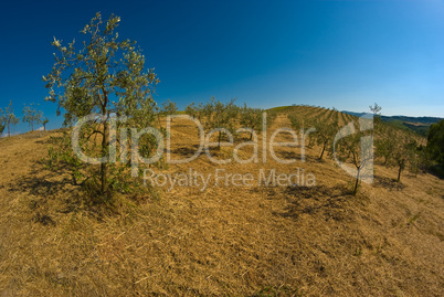 olivenbäume - olive trees