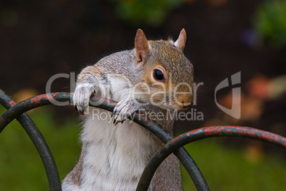 grauhörnchen (sciurus carolinensis) - gray squirrel
