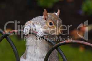 grauhörnchen (sciurus carolinensis) - gray squirrel