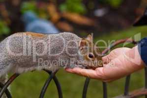 grauhörnchen (sciurus carolinensis) - gray squirrel