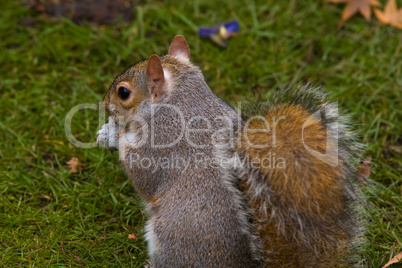 grauhörnchen (sciurus carolinensis) - gray squirrel