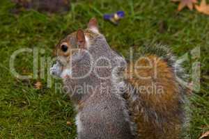 grauhörnchen (sciurus carolinensis) - gray squirrel