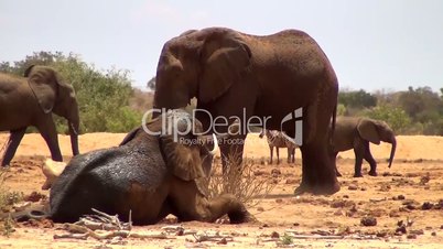 Afrikanische Elefanten (Loxodonta africana)