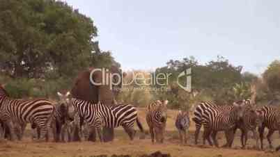 Afrikanische Elefanten  und Zebraherde
