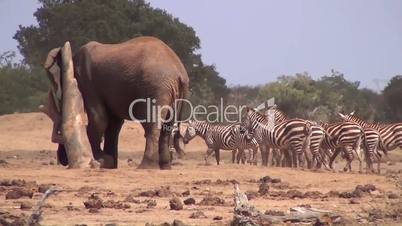 Afrikanische Elefanten  und Zebraherde