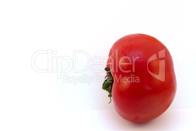 Tomate seitwärts