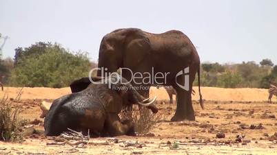 Afrikanische Elefanten (Loxodonta africana)