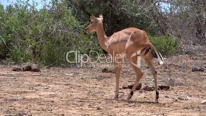 Impala (Aepyceros melampus),