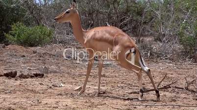 Impala (Aepyceros melampus),