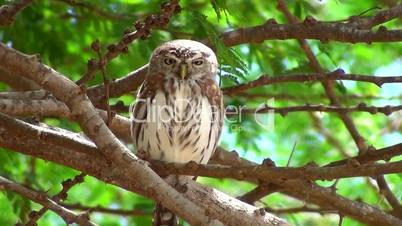 Sperlingskauz (Glaucidium passerinum)