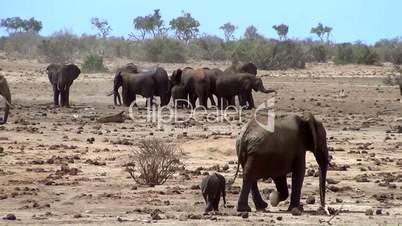 Afrikanischer Elefant (Loxodonta africana)