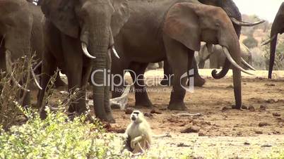 Elefanten und Pavian