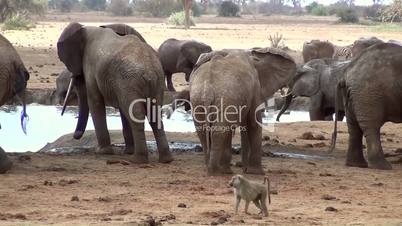 Elefantenherde und Pavian