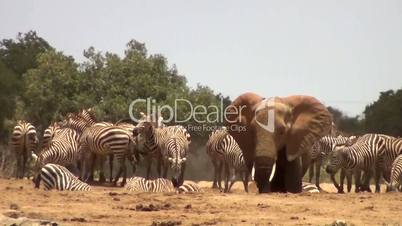 Zebraherde und Elefant