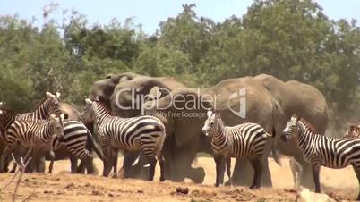 Zebraherde und Elefant