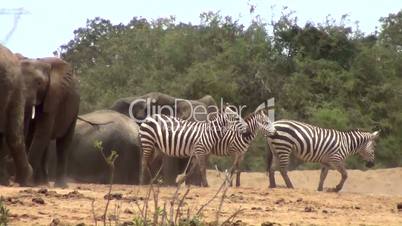 Zebraherde und Elefant