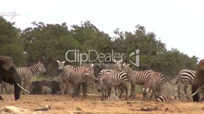 Steppenzebras  (Equus quagga)