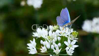 Blue butterfly.