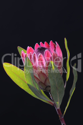 protea