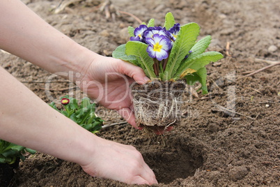 Blumen pflanzen