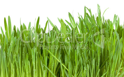 fresh green grass with dew