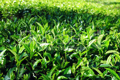 Tea plantations