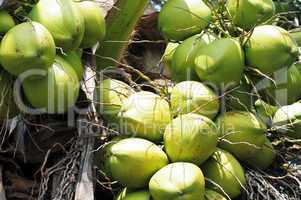 Coconut fruits