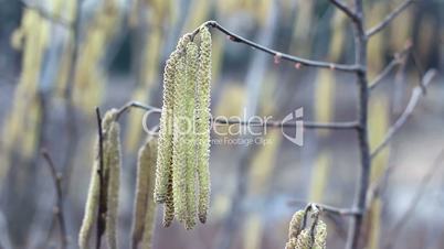 Hazel tree swaying in the wind