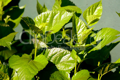 Mulberry tree leaves