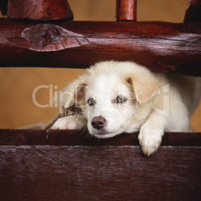 Labrador Retriever Puppy