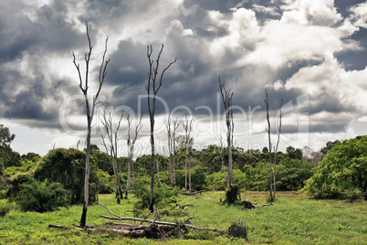 Dry Trees on Swamp
