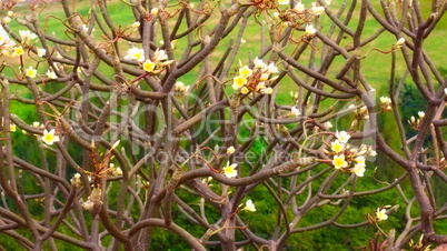 Plumeria Flower