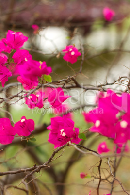 Bougainvillea Flower