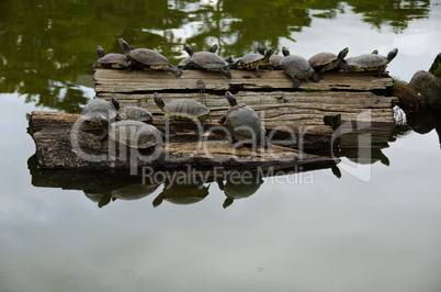 Turtles sunbathing on wood