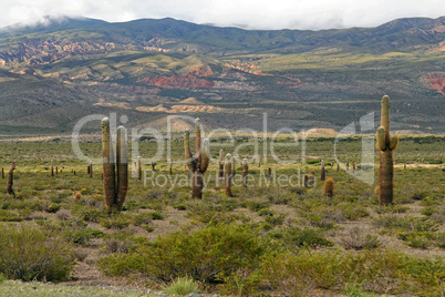 Los Cardones Nationalpark, Argentinien