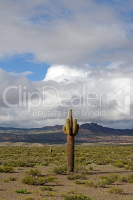 Los Cardones Nationalpark, Argentinien