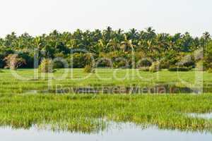 Fluss in Kerala, Indien, River in Kerala, India