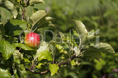 Rote Äpfel an einem Baum