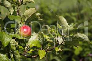 Rote Äpfel an einem Baum