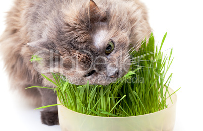 A pet cat eating fresh grass